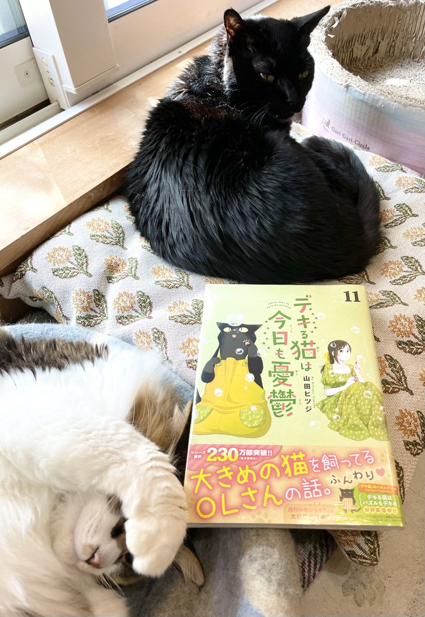 キャッツミャウブックス® on X