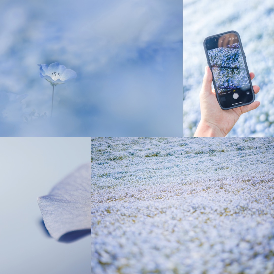 ネモフィラ写真