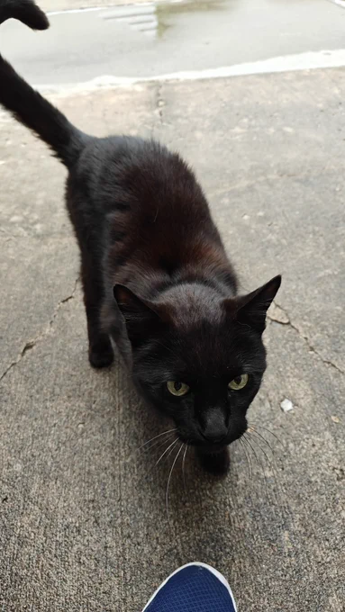 Cat. Its not mine. I am not paying his rent. 