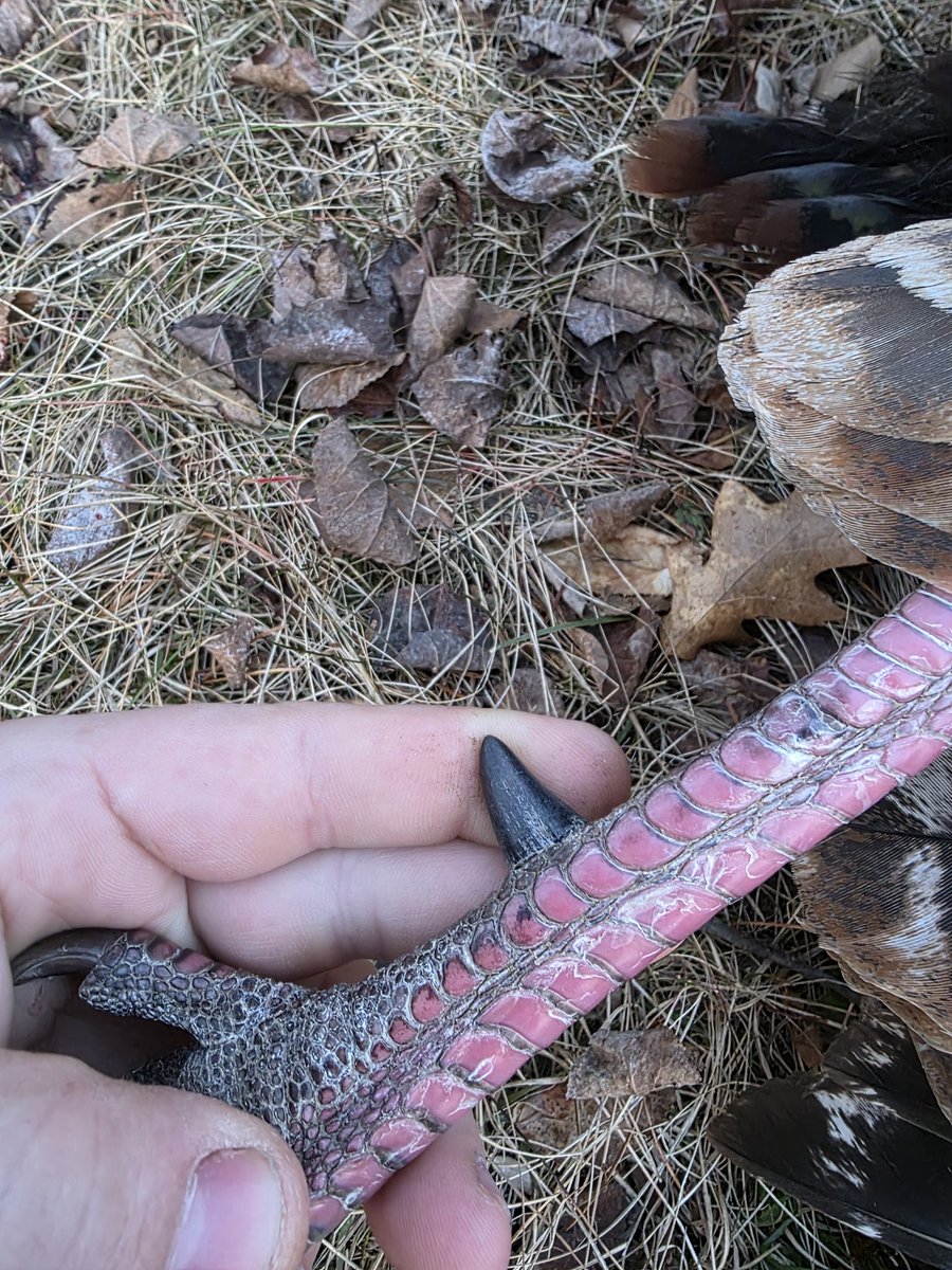 TriNorthoutdoor's tweet photo. Some photos of my turkey of this season. Hopefully, we can get another. If you want to see the video of this hunt, feel free to check it out on our youtube @trinorthoutdoors .🦃🏹
#minnesotahunting #turkeyhunting #minnesotaoutdoors #minnesotafishing #minnesotaturkey
#turkey https://t.co/1COeKnwi7p