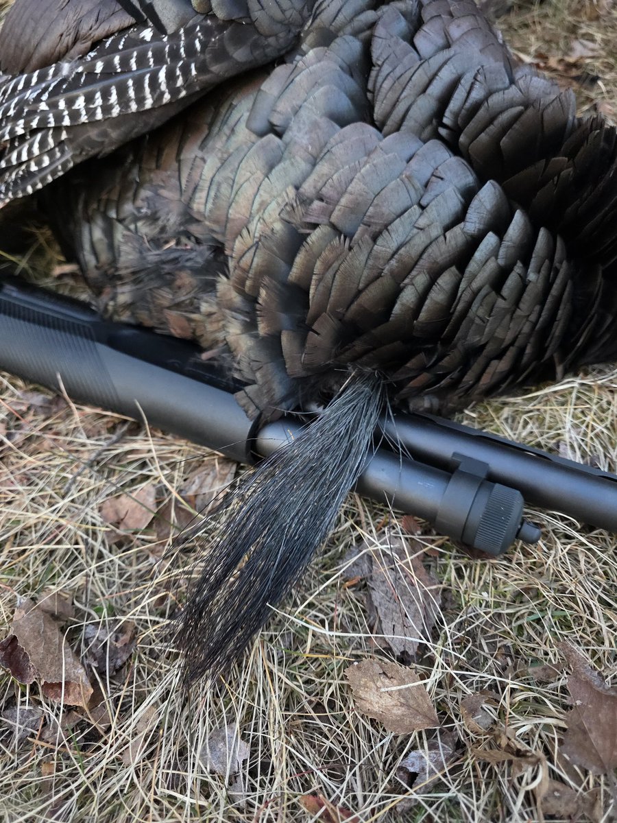 TriNorthoutdoor's tweet photo. Some photos of my turkey of this season. Hopefully, we can get another. If you want to see the video of this hunt, feel free to check it out on our youtube @trinorthoutdoors .🦃🏹
#minnesotahunting #turkeyhunting #minnesotaoutdoors #minnesotafishing #minnesotaturkey
#turkey https://t.co/1COeKnwi7p