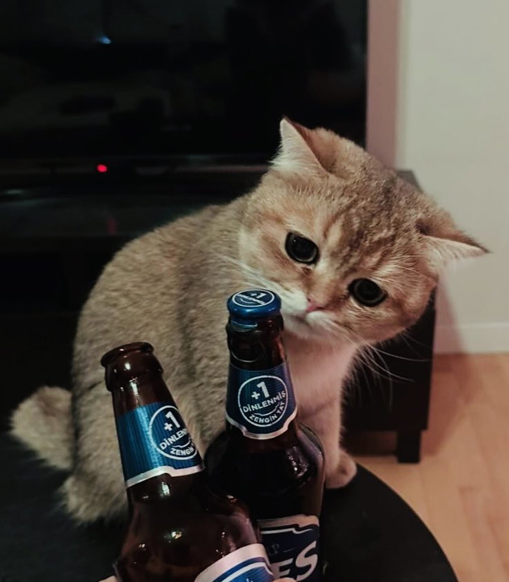 LordLapeMeows's tweet photo. @stratyos Me https://t.co/lzkmX6svAT
