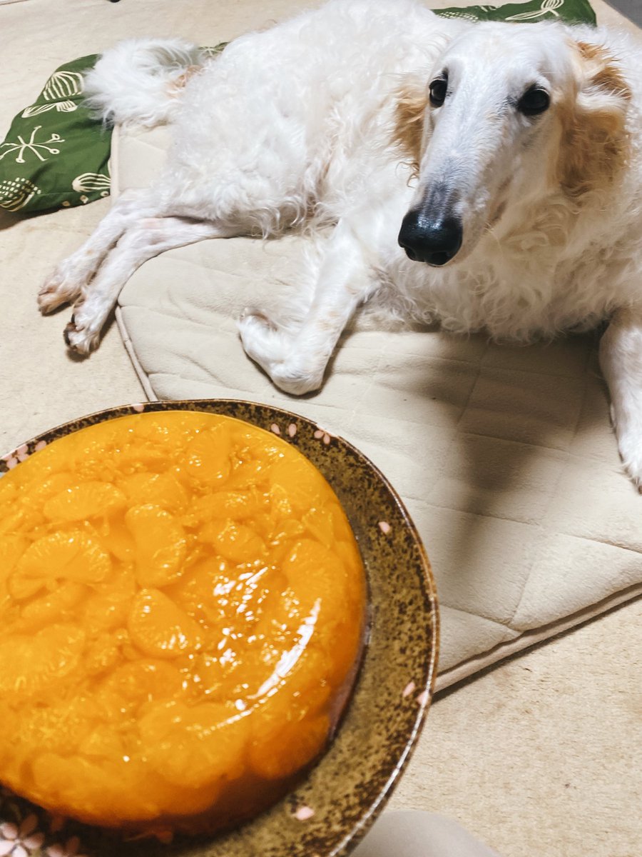 そのみかんゼリー全部ください。がんぼるぞい。

translation:
I'd like all of that mandarin jelly, please