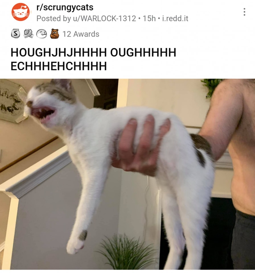 PunchingCat's tweet photo. https://t.co/xHkniutfYd