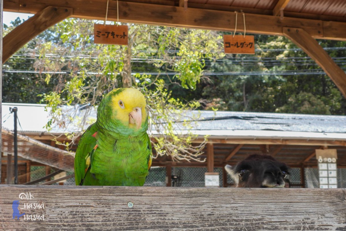 lik_nasua_nasua's tweet photo. 多分ミーアキャットではないし、コールダックでもない。
#トリアスふれあい動物園
#オオキボウシインコ #うめ #うめちゃん
#ラマ #さくら♀
#YellowheadedAmazon #Llama https://t.co/7TnpldpbMe