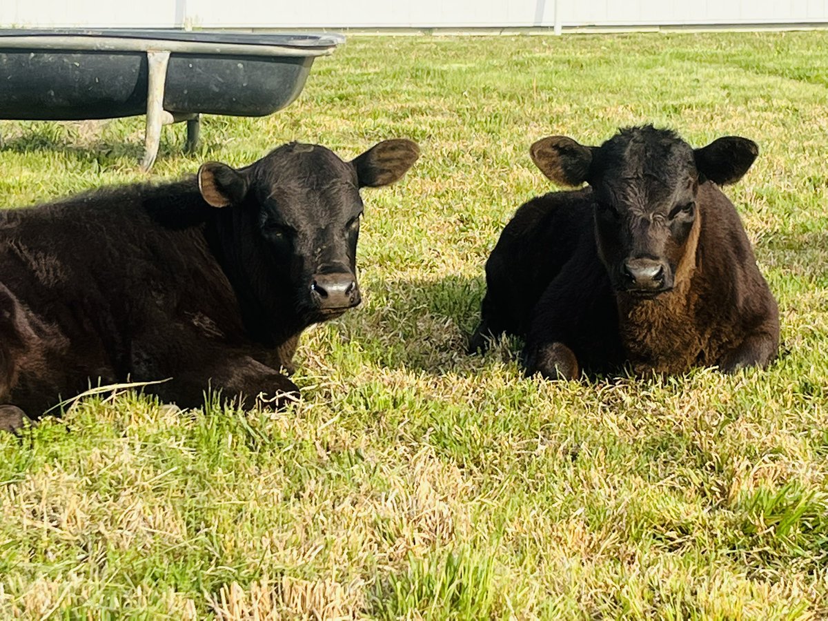 Had my morning coffee with these two little calfs . 🤷🏻‍♂️