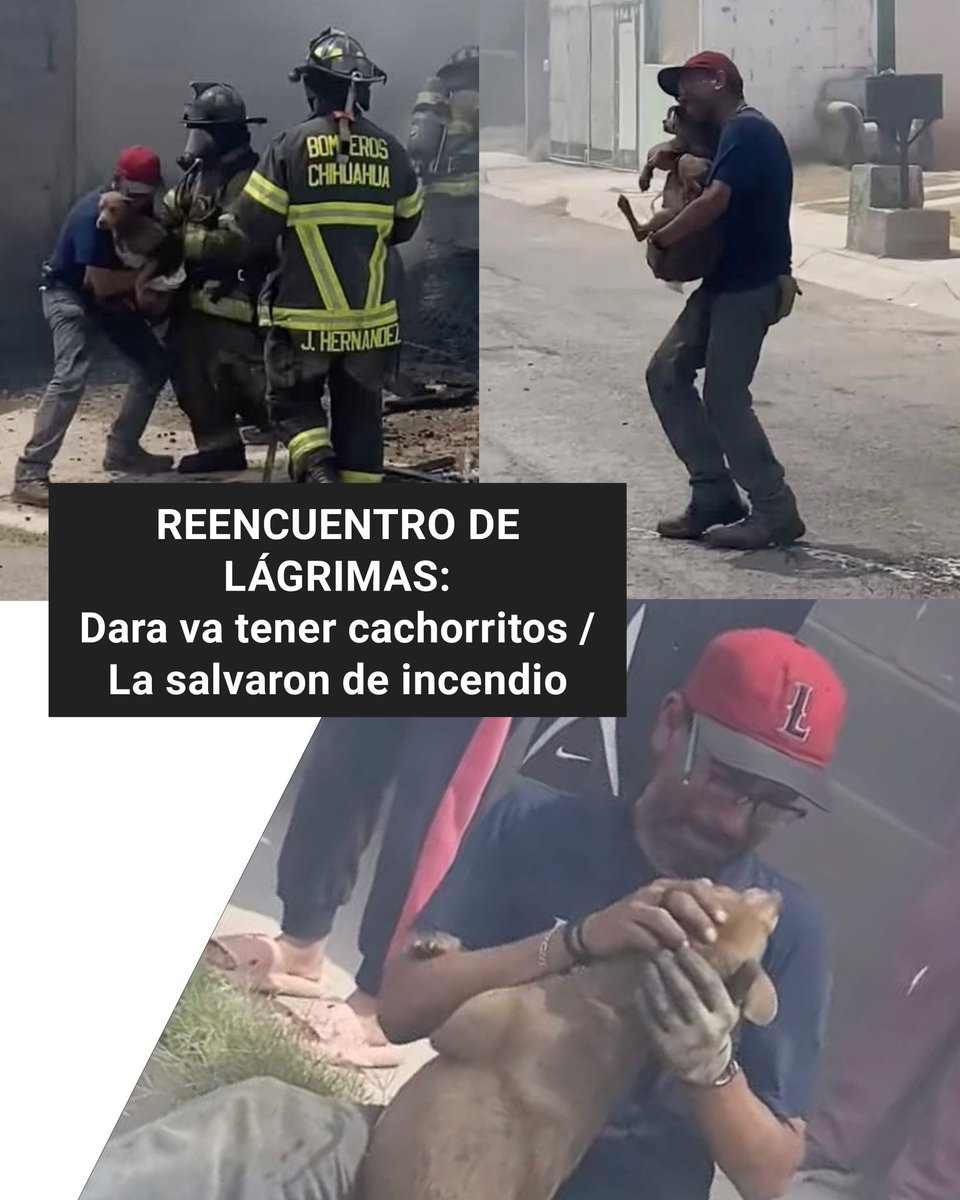 EdgarRomn199830's tweet photo. REENCUENTRO DE LÁGRIMAS:
El Sr. Luis Alberto Sánchez hizo llorar a muchos / Rescataron Bomberos a sus perritas Dara y Laika de incendio / La primera de ellas va tener cachorritos #Chihuahua https://t.co/jaQoQz3W9K