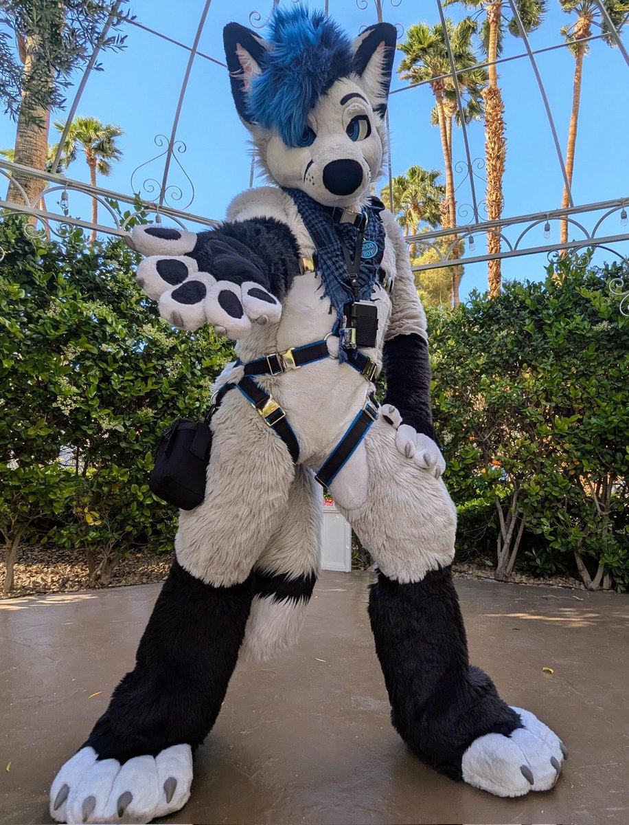 Ready for another day of party at LVFC!!
If you see me about later come say hi!

📸: <a href="/GremTheWolf/">🐾 Grem 🐾</a>