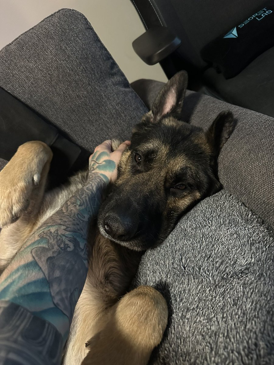 ImDiDi6_6's tweet photo. I think we all should post more pet Photos... 🐾

Show me them! https://t.co/hbFEj7dTA2