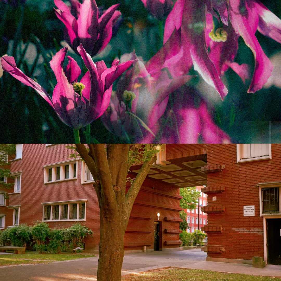 superviperee's tweet image. Briques fleuries (2025) 🧱🪻