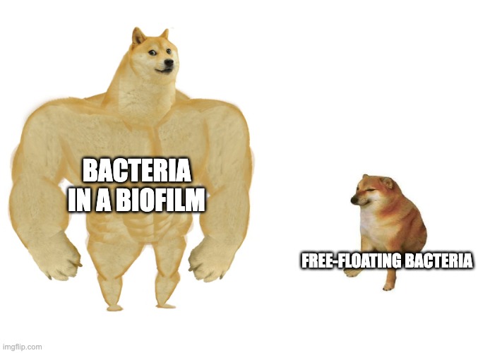 KASIC.MDRO (@kasic_mdro) on Twitter photo Annoyed by Antibiotic Armor? Check out this week’s KASIC pearl to learn about Breaking Down Biofilms ➡️ kymdro.org/kasic/?p=8277
#IDTwitter #IDXPosts #AntimicrobialResistance #antimicrobialstewardship #rxtwitter #pharmacy #FOAMed #NPs #PAs
<a href="/KYHealthAlerts/">Kentucky Department for Public Health</a> <a href="/KYIPTraining/">Kentucky Infection Prevention Training Center</a> Annoyed by Antibiotic Armor? Check out this week’s KASIC pearl to learn about Breaking Down Biofilms ➡️ kymdro.org/kasic/?p=8277
#IDTwitter #IDXPosts #AntimicrobialResistance #antimicrobialstewardship #rxtwitter #pharmacy #FOAMed #NPs #PAs
<a href="/KYHealthAlerts/">Kentucky Department for Public Health</a> <a href="/KYIPTraining/">Kentucky Infection Prevention Training Center</a>