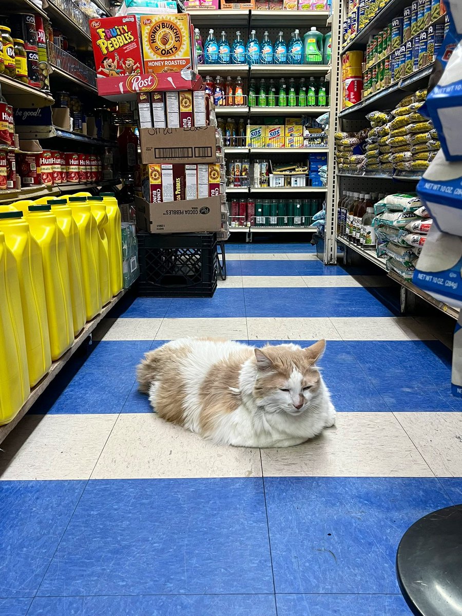Bodega Cats (@bodegacats_) on Twitter photo 