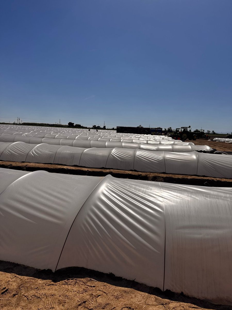 For sweet potato to grow right, workers uncover the plants at the start of the day &amp; cover them at night to keep in the heat. They carry 40 lb bags of dirt to hold the plastic down. #WeFeedYou