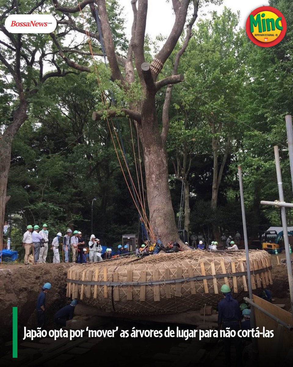 ÁRVORE NÃO SE MATA, SE TRANSPLANTA

Excelente essa experiência no Japão. Ao invés de derrubar árvores, eles transplantam para outros locais, mas com uma série de cuidados. E que aqui, infelizmente, pouco se pensa nisso. 

Quando uma árvore é transplantada, muita gente fala: “Não