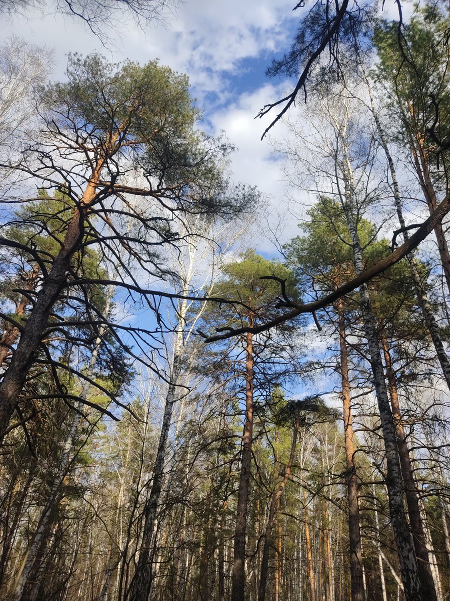 Немного леса вам в ленту.