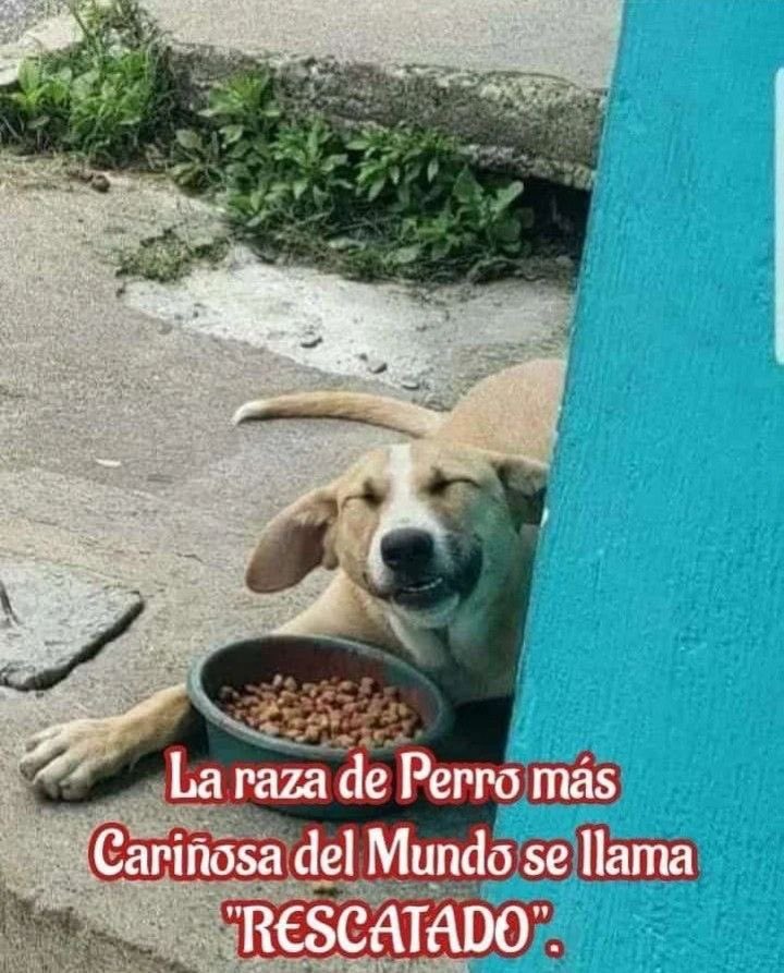 AlmasDeLaCalle's tweet photo. Dicen que hay razas más nobles que otras…
Pero quienes hemos mirado a un rescatado dormir en paz,
sabemos que no hay sangre pura más valiosa que la de aquel
que venció el abandono y aún así eligió amar.

¿Sabes por qué sonríe así?
Porque alguien decidió ver su alma antes que su condición.
Porque por fin tiene un nombre, un plato, y un corazón que lo cuida.

La raza más fiel, más tierna, más agradecida…
se llama simplemente:
“RESCATADO”.🐾🐾🙏🏻