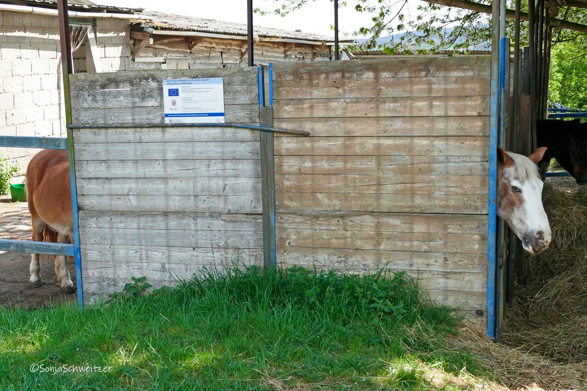 HessenSonja5767's tweet image. #Pferd 😃