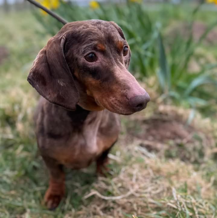 🌠Has #BritainsGotTalent got room for two more SuperStars?🌠 

🐶Say a very gentle hello again to Slinky &amp; Cilla🐶 

You may remember the  #dachshund duo arriving in a heartbreaking state at the end of February

They were abandoned, neglected &amp; both in urgent need of extensive