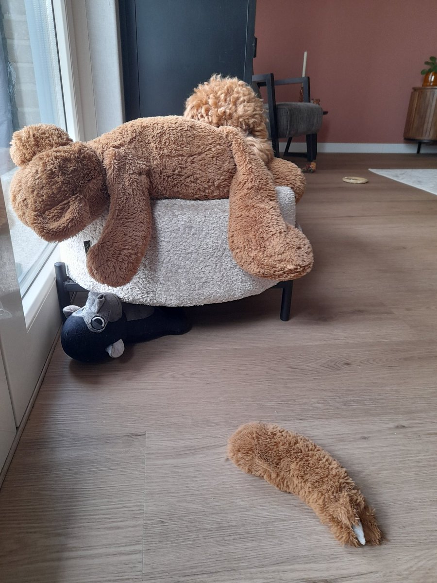 SJEerhart's tweet photo. Tja....
#Labradoodlepup #Soof https://t.co/M9NP8Tp9Ez