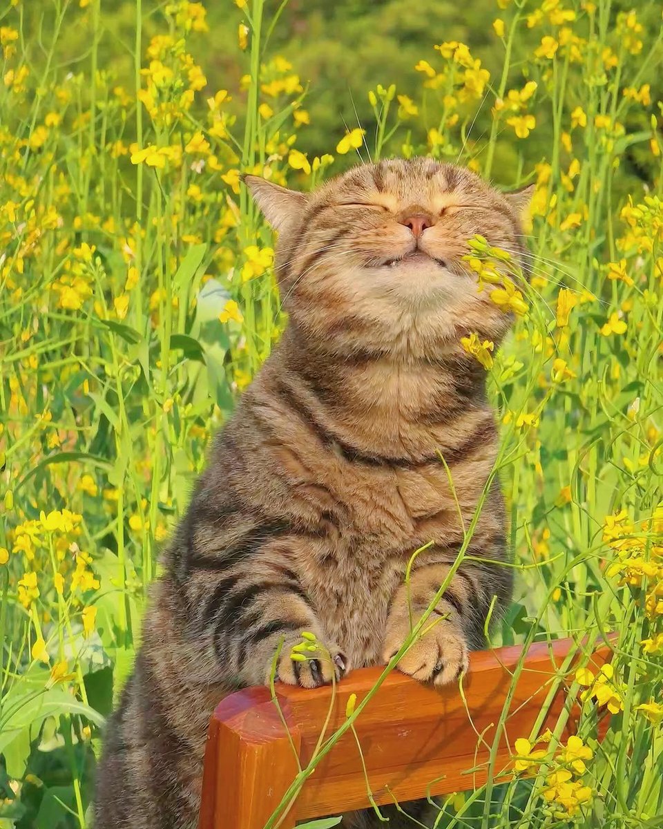 smol silly cat tweet media