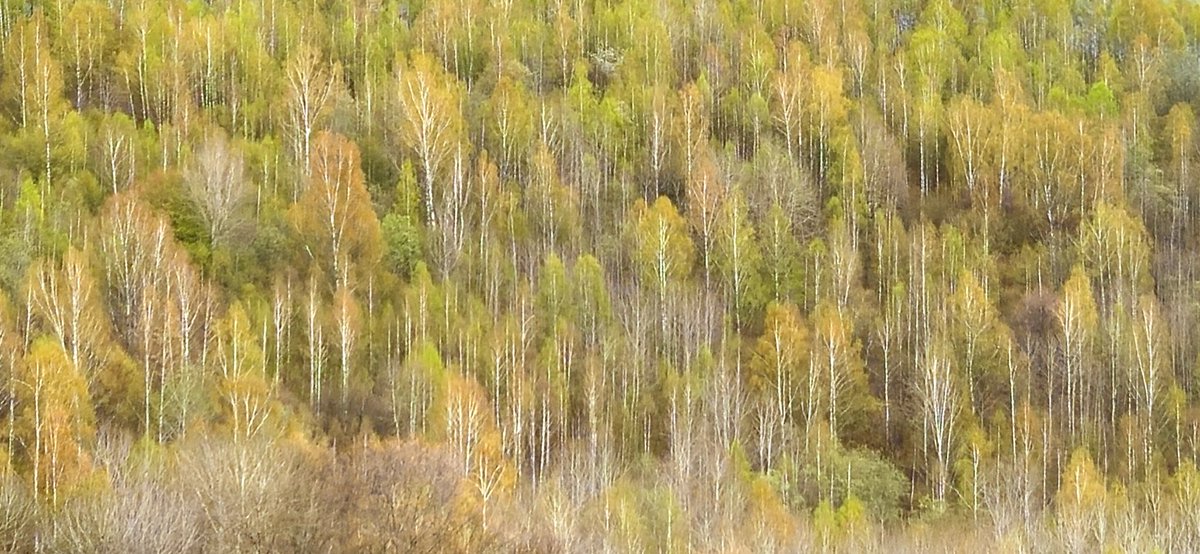 Juan Manuel Cotelo tweet media