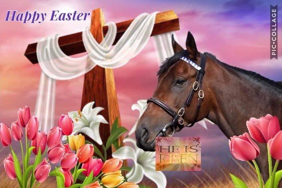 horse tweet media