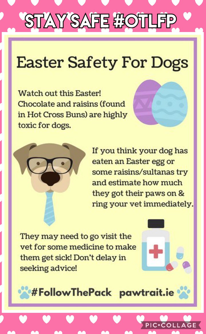 MillieOTLFP's tweet photo. Everyone please check out this important #Easter information.
Chocolate is for humans not for us. So stay safe all #OTLFP #NoChocolate #NoRaisins https://t.co/eKHK6JZMjv