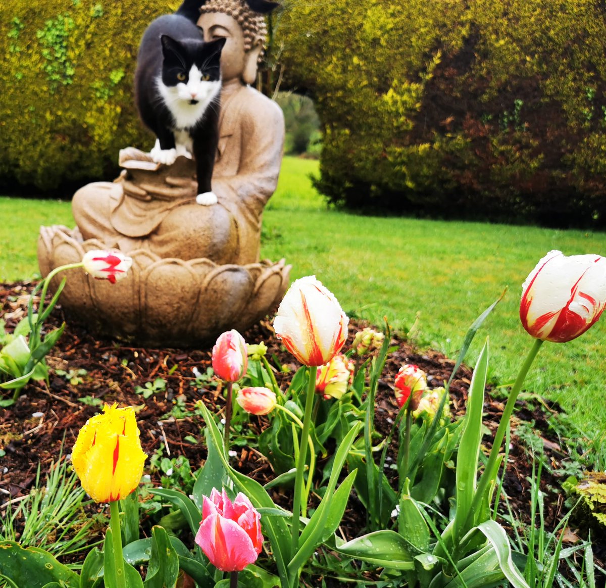 Veronic00630093's tweet photo. My playful little cat hitching a ride with Buddha and colourful tulips in my garden today. What do u think? #springisgreat https://t.co/BpD7W9FTSd