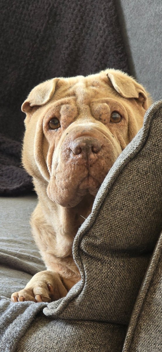 hezbo03's tweet photo. The response I've received on Facebook has been deeply upsetting, hearing others share their painful experiences with this vet has left me heartbroken and angry. My beautiful girl deserved so much better. I am devastated.

#vetsnow #vetsnowkilmarnock #justice #Inhumane https://t.co/UjjLs2djl1