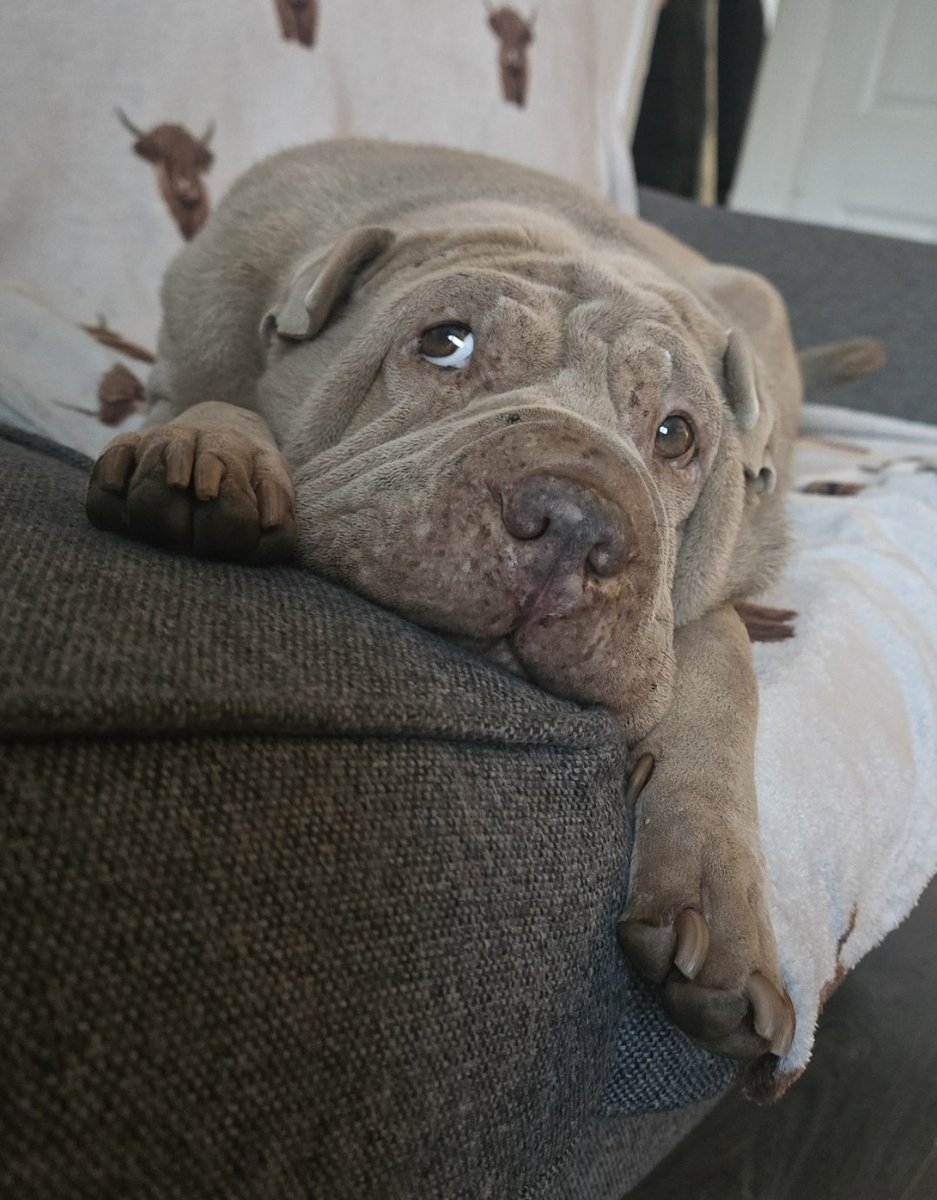 hezbo03's tweet photo. The response I've received on Facebook has been deeply upsetting, hearing others share their painful experiences with this vet has left me heartbroken and angry. My beautiful girl deserved so much better. I am devastated.

#vetsnow #vetsnowkilmarnock #justice #Inhumane https://t.co/UjjLs2djl1