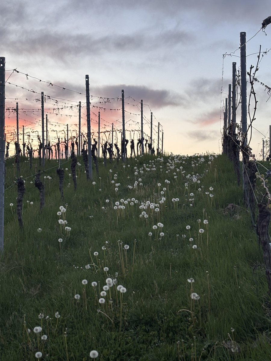 Pusteblumen in der Dämmerung