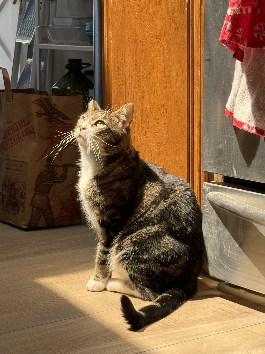 denisesyyy's tweet photo. I can see why the Egyptians thought cats were gods https://t.co/Z1I8Th5cqv