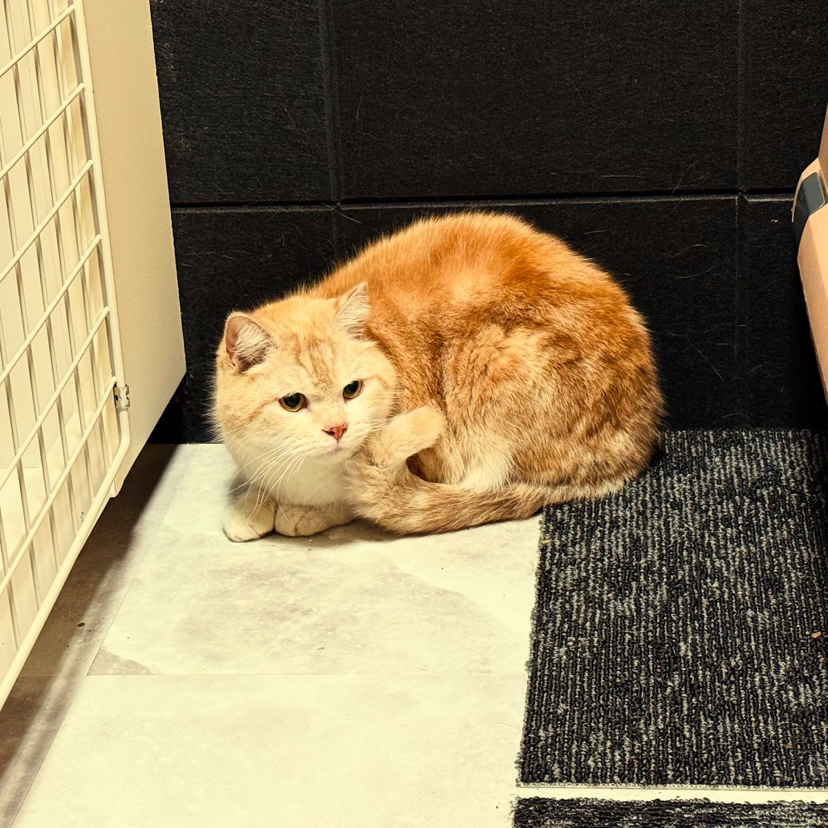 おかげさまで、探していた猫は本日無事に保護することができました。

温かいお言葉や、アドバイスありがとうございました。