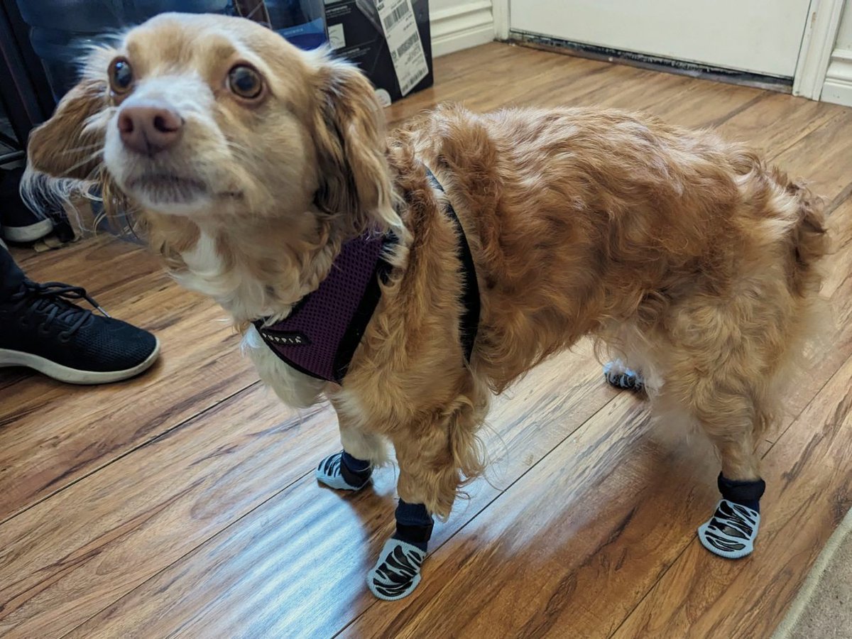 Poki seems to like her new shoes! Better traction makes her more confident and gives her a speed boost 🏃‍♀️💨