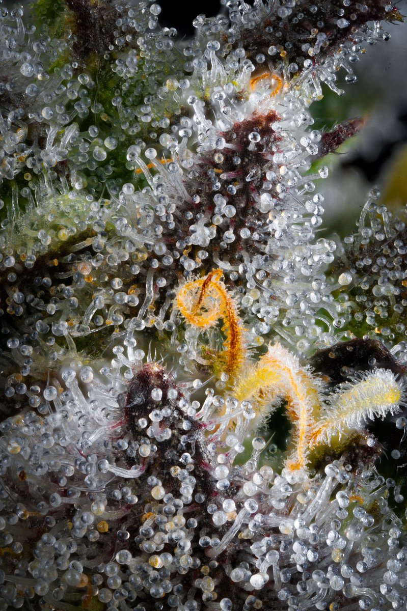 The Grower Circle tweet media