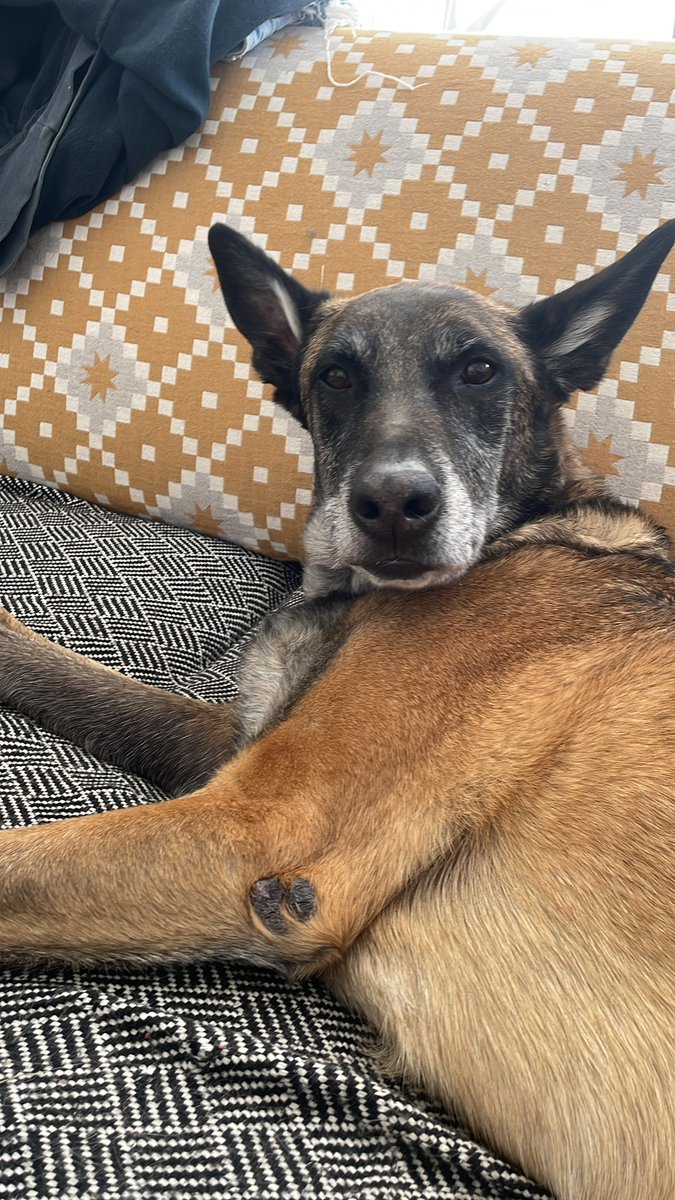 virshpetit's tweet photo. @DiloConPerritos Se comió el centro de carga de la casa y nos dejó sin electricidad. No le pasó nada a él 🙏 adjunto foto https://t.co/Nss0lfdceW