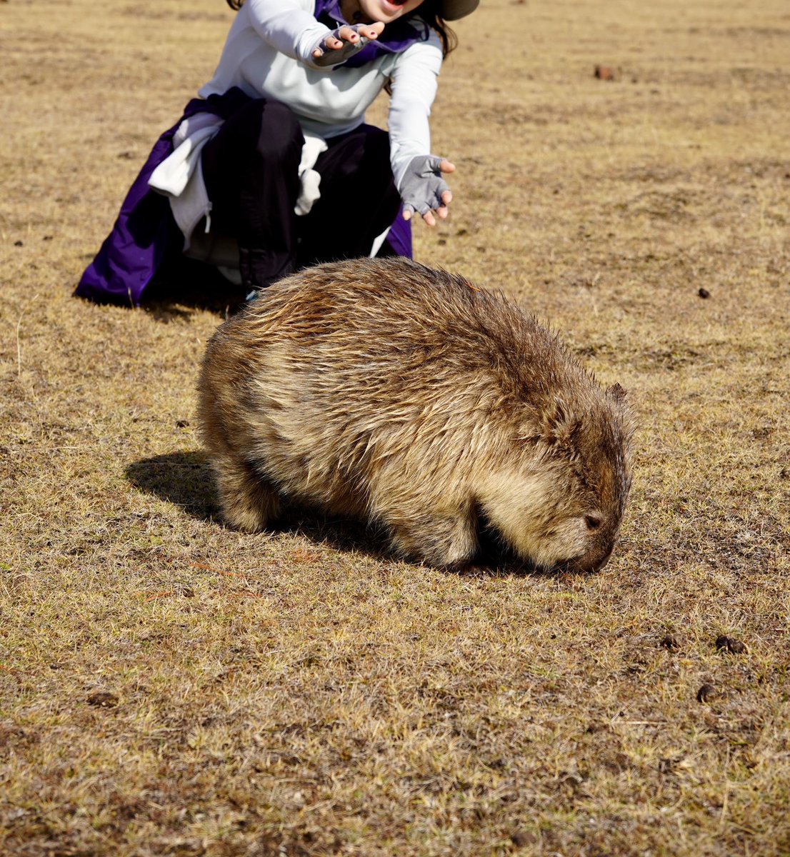 The moment arrived. A wild Tasmanian wombat again within grasp. But in the end she chose respect, and after 15 years was at peace. I could not have been prouder.