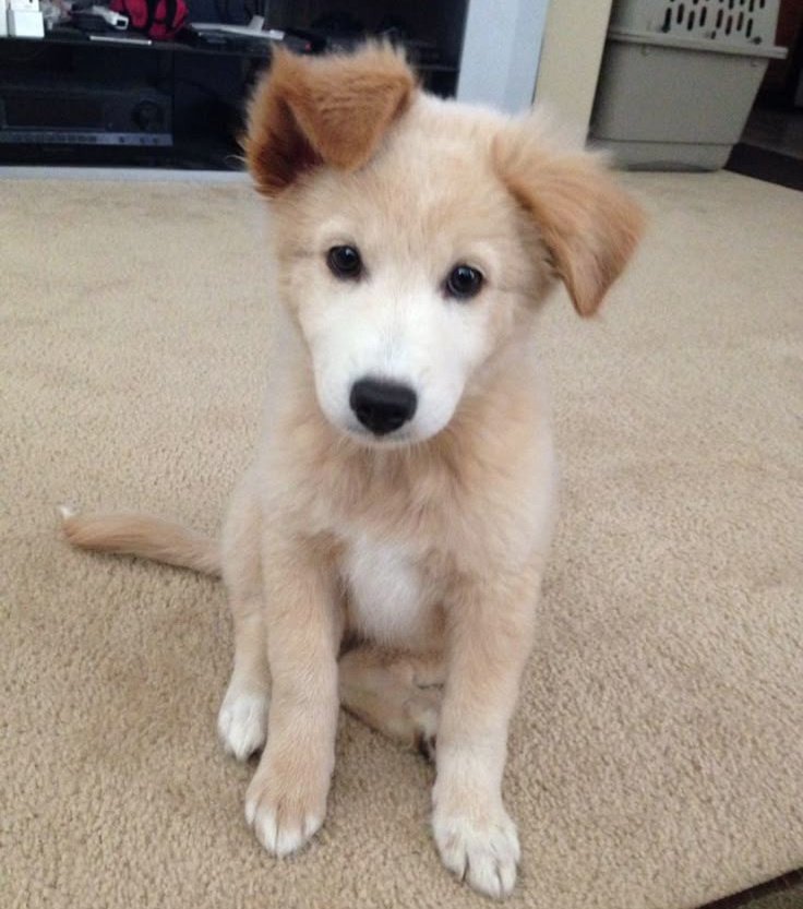 things fur puppy regressors to do !!🐾

a little thread !🧵