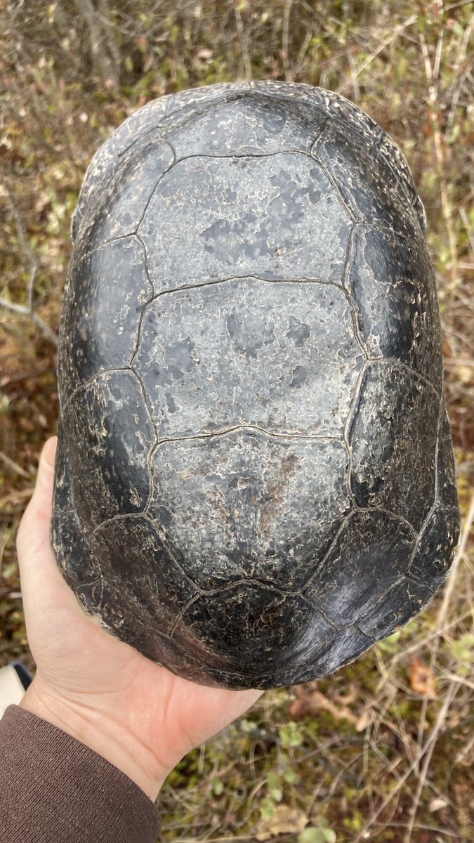 Caleb Krueger tweet media