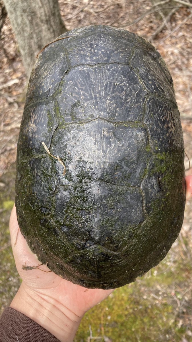 Caleb Krueger tweet media