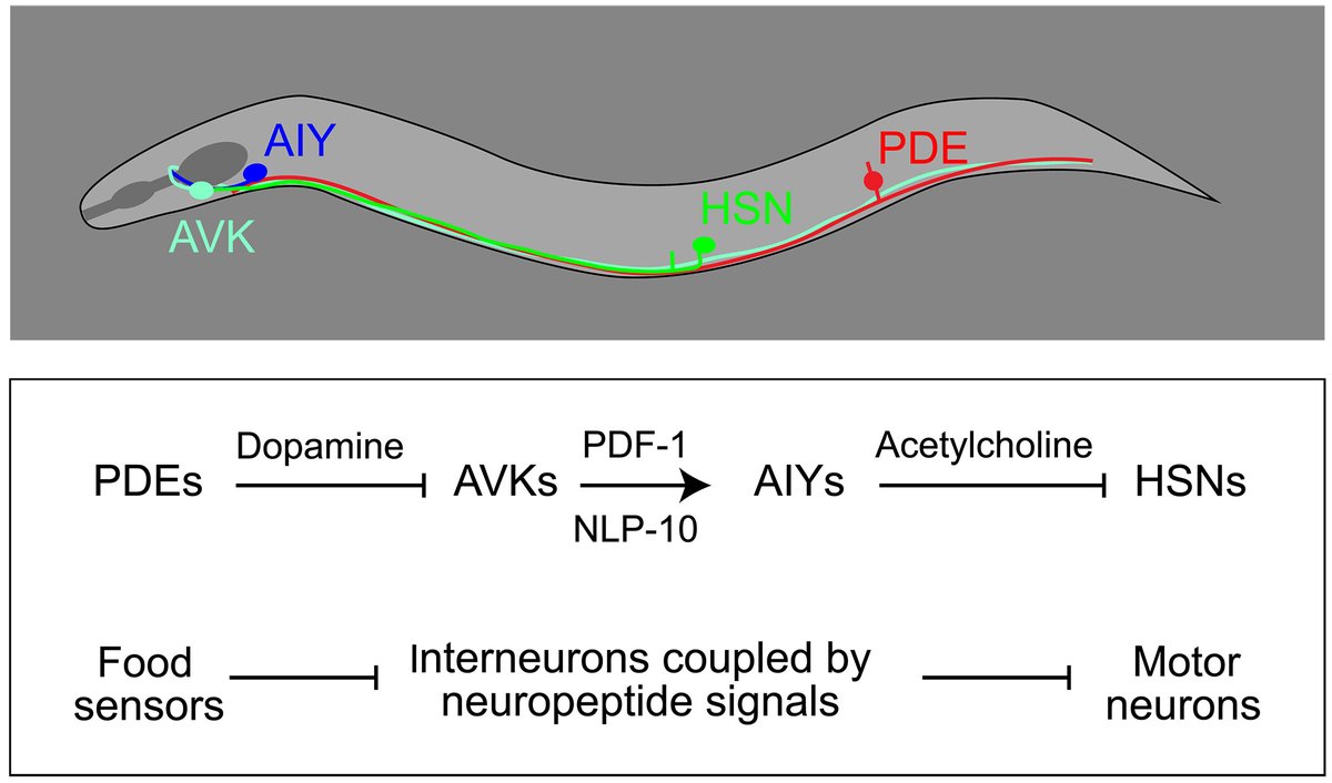 The roundworm C. elegans’ reproductive behavior is governed by neuromodulators that couple food-sensing neurons to the egg-laying system, a new study finds. scim.ag/4cHGEtF