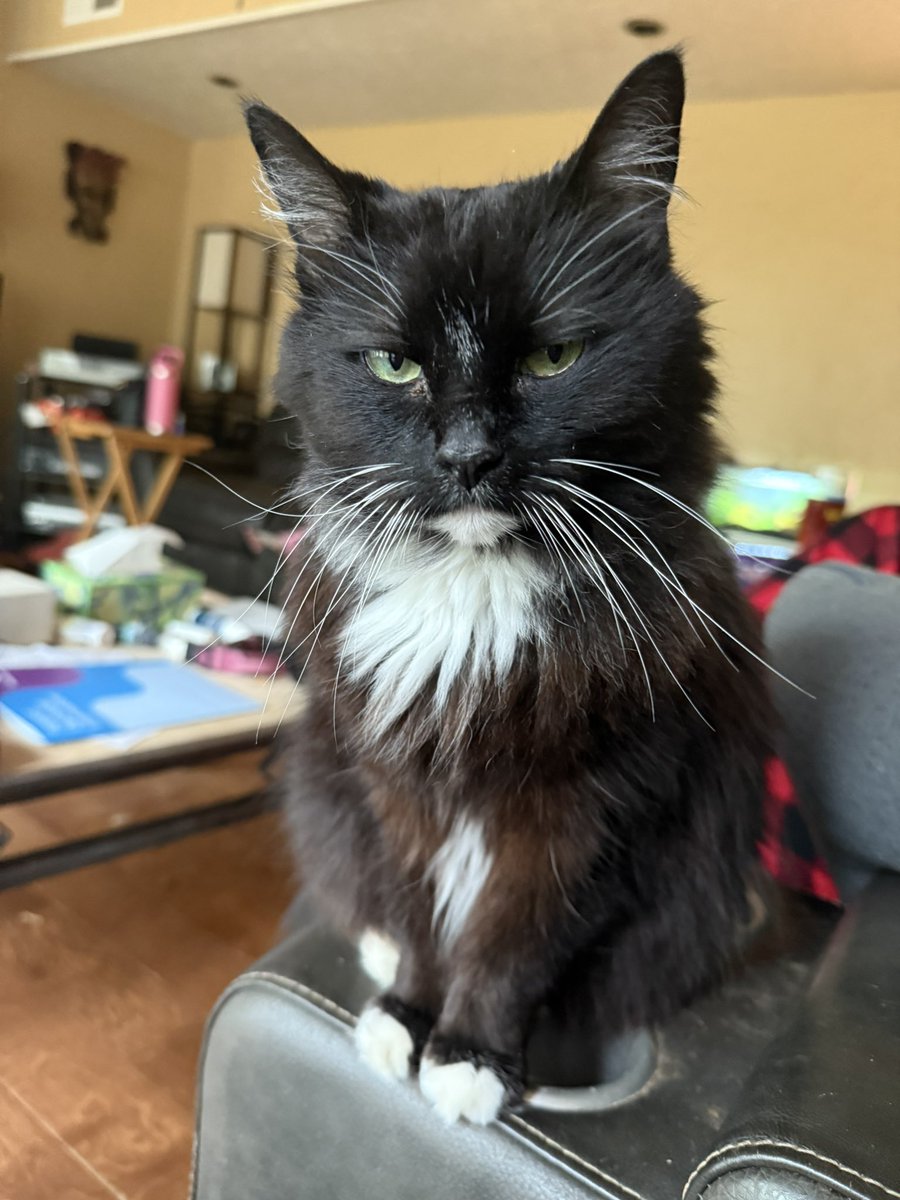 MerlintheCat9's tweet photo. Big sister, Shadow, wishes everyone a happy #Caturday #CatsOfTwitter #CatsOfX https://t.co/qkacUTUUbB