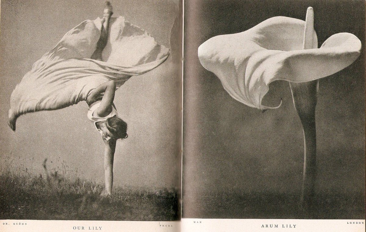 “Our Lily, Arum Lily” by Stefan Lorant, 1937.