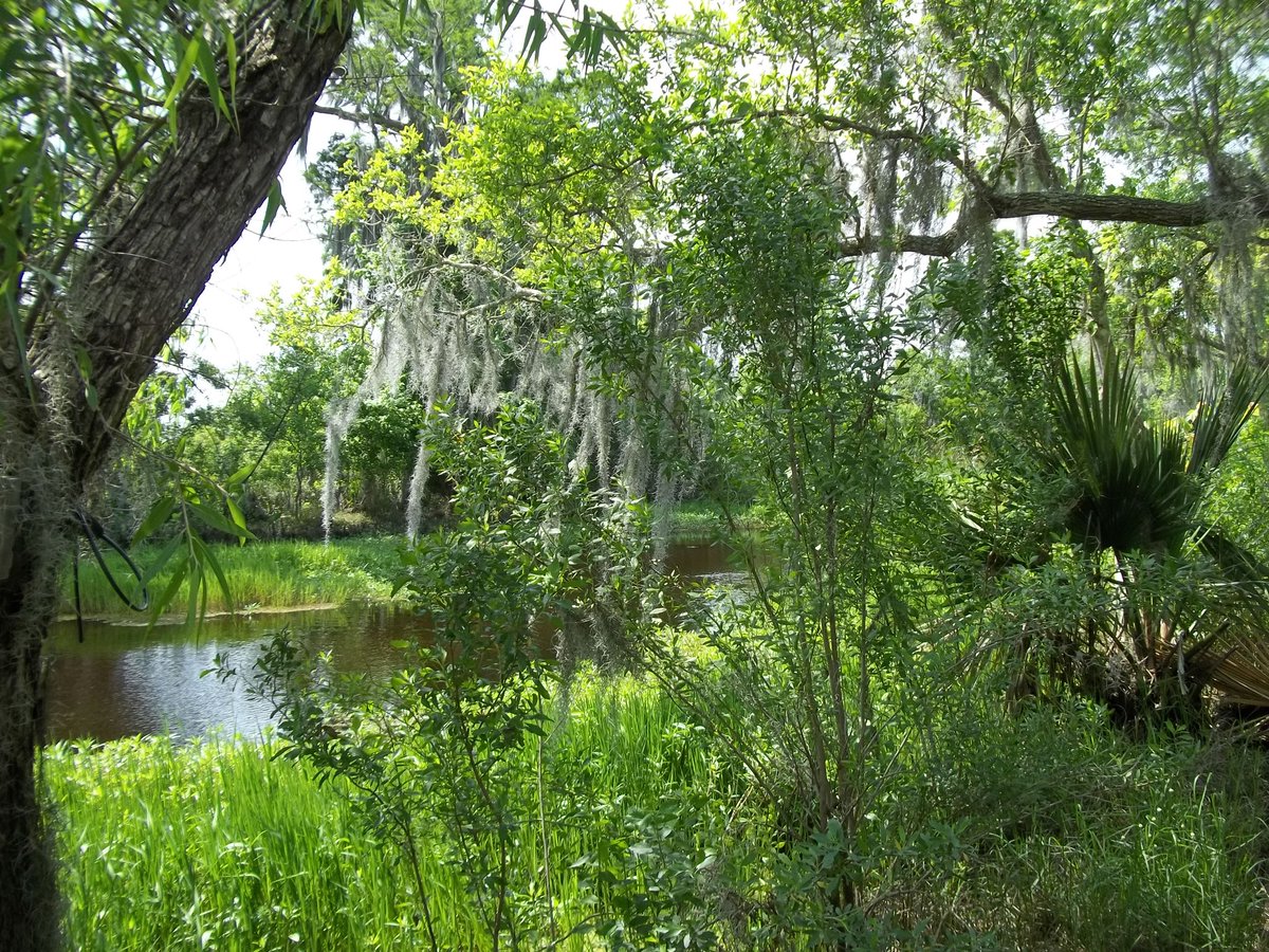 nikygerks's tweet photo. Swamp days https://t.co/4p8zRngm9G