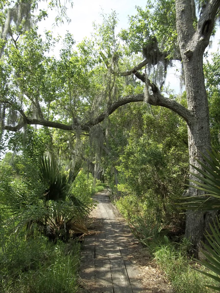 nikygerks's tweet photo. Swamp days https://t.co/4p8zRngm9G