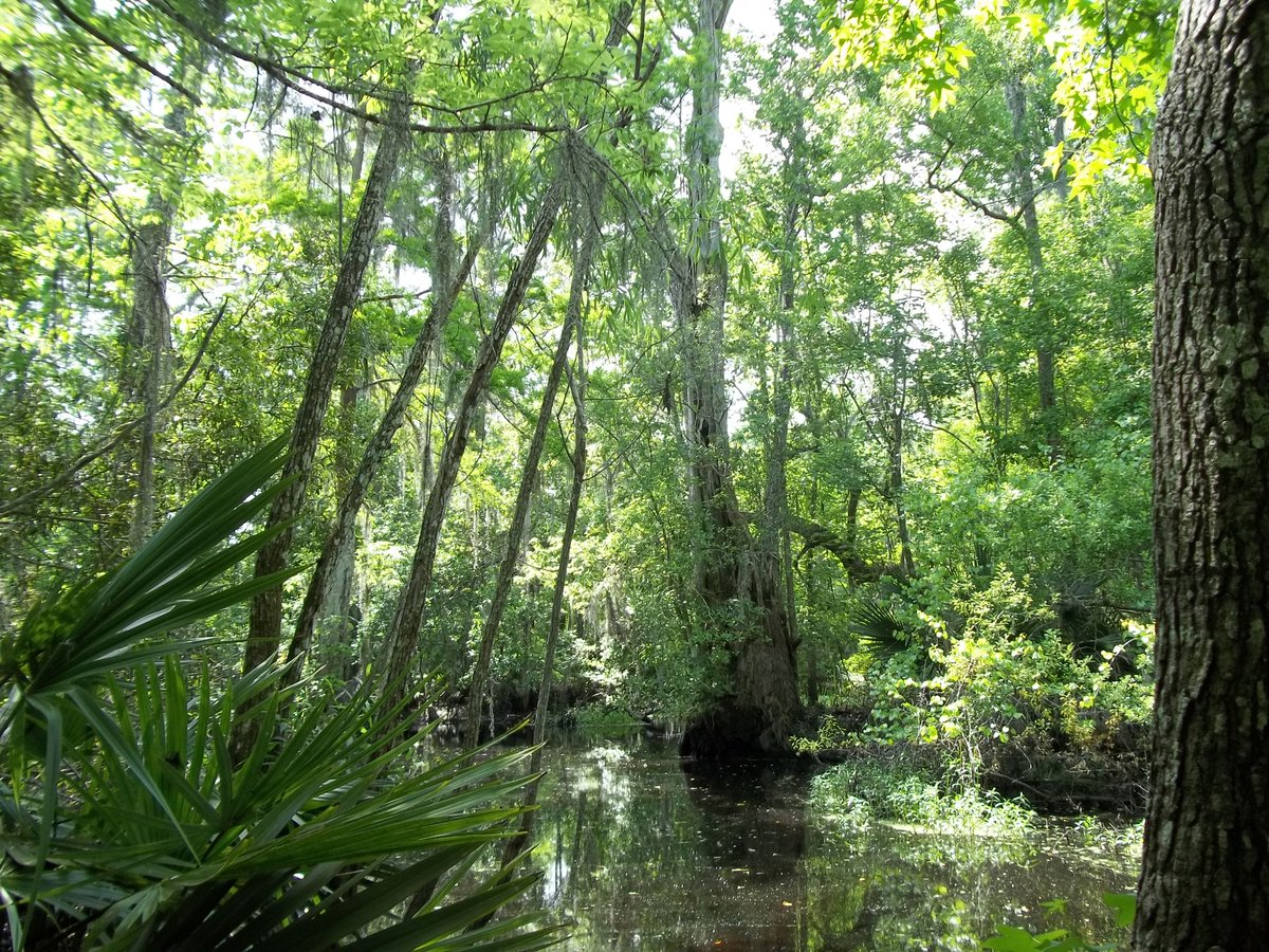 nikygerks's tweet photo. Swamp days https://t.co/4p8zRngm9G