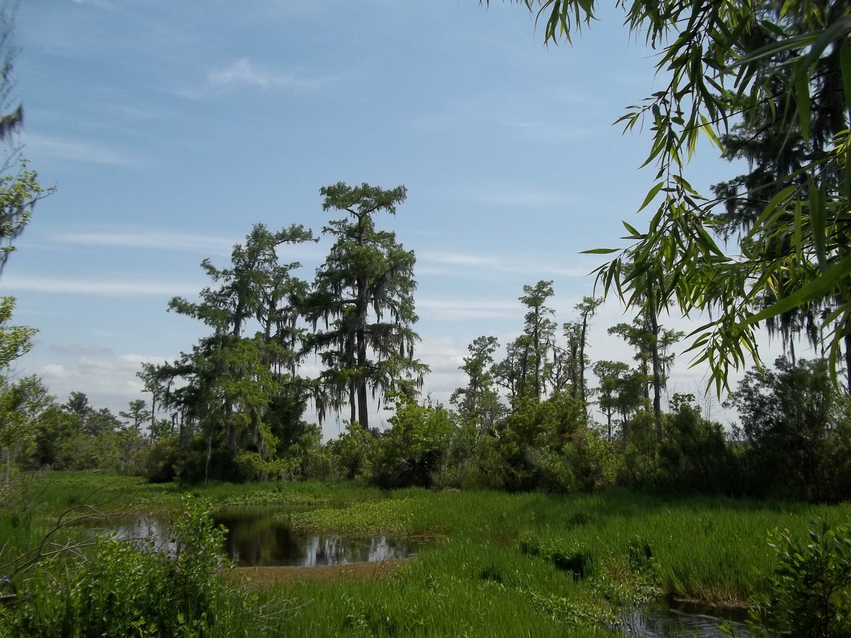 nikygerks's tweet photo. Swamp days https://t.co/4p8zRngm9G