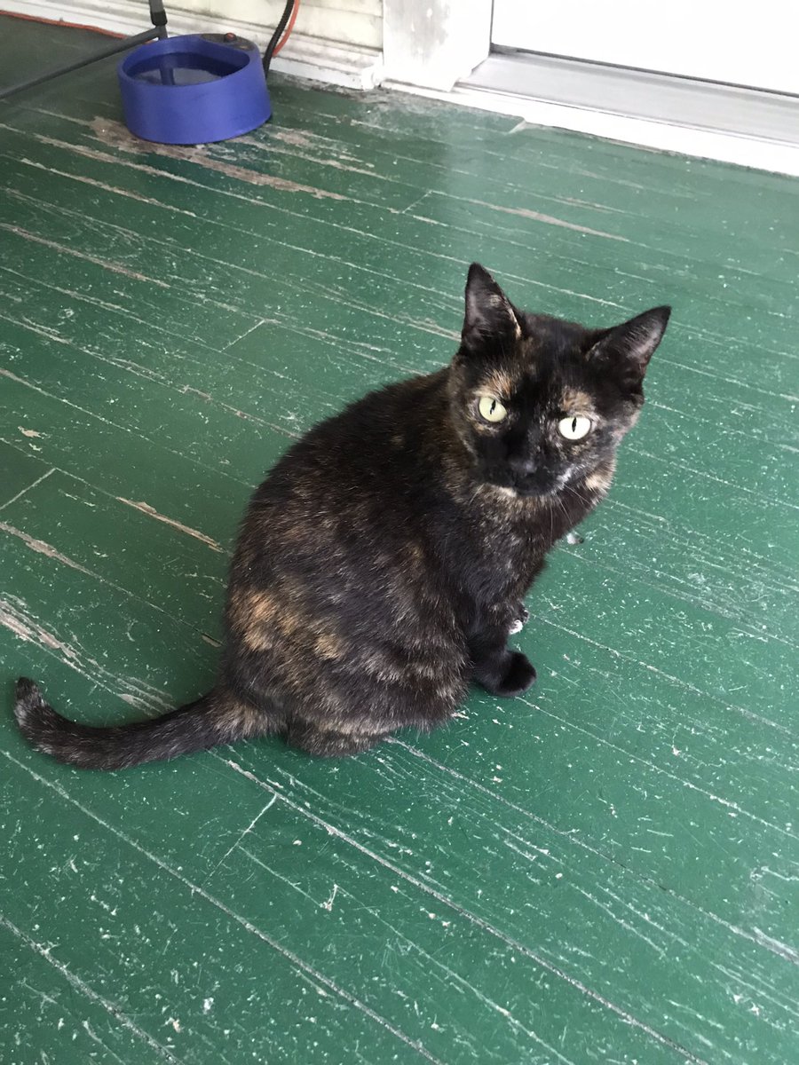 Rest In Peace, Miss Kitty. Yesterday, you made your ascension to Heaven. You were a very sweet cat and a great mother to your kittens. I’ll miss you dearly. Say hello to everyone for me. Love you always, Miss Kitty Mama. 🐈💙❤️