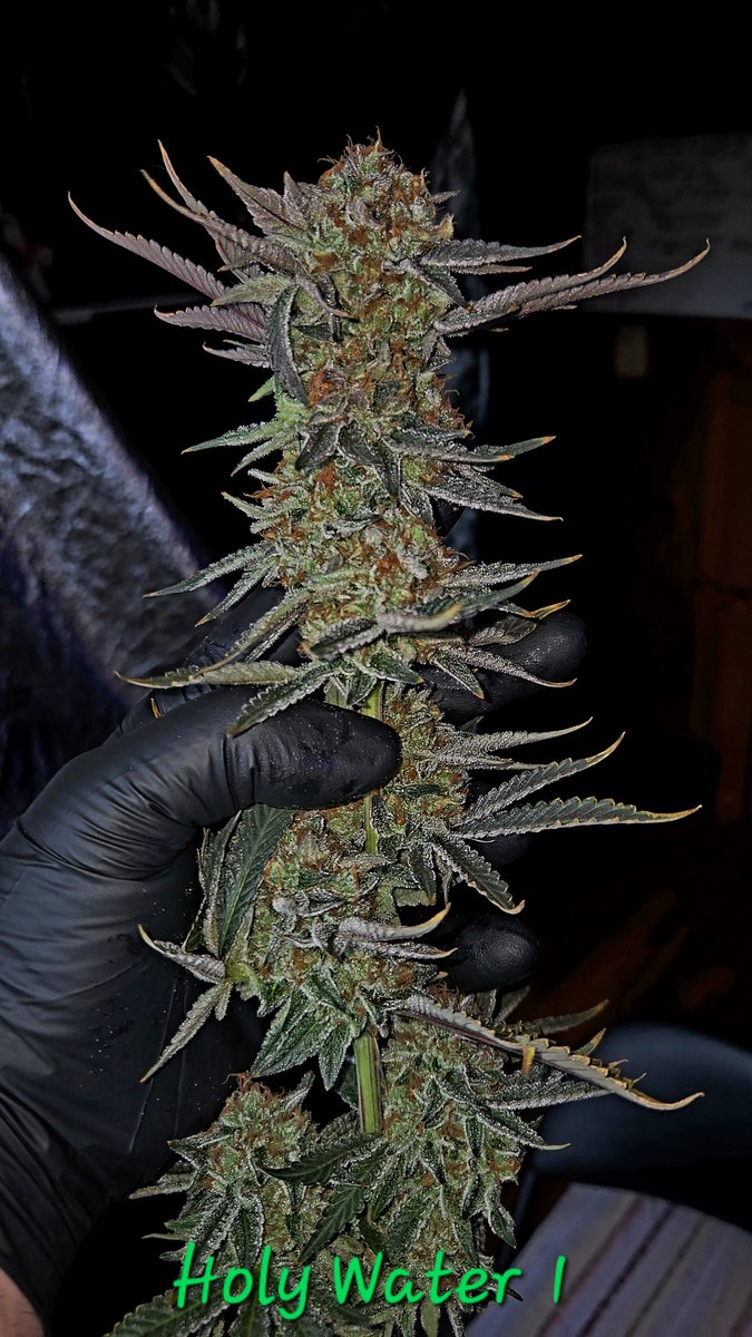 Lifeless (@warner0411) on Twitter photo Last pictures of the Holy Water alive. These are the the three I'm keeping until I can do a full run of each. Anyone one not giving <a href="/SocalSeedVault/">Socal Seed Vault</a> gear a try is really missing out. I'll put these up against any 100.00 pack of beans any day. Last pictures of the Holy Water alive. These are the the three I'm keeping until I can do a full run of each. Anyone one not giving <a href="/SocalSeedVault/">Socal Seed Vault</a> gear a try is really missing out. I'll put these up against any 100.00 pack of beans any day.