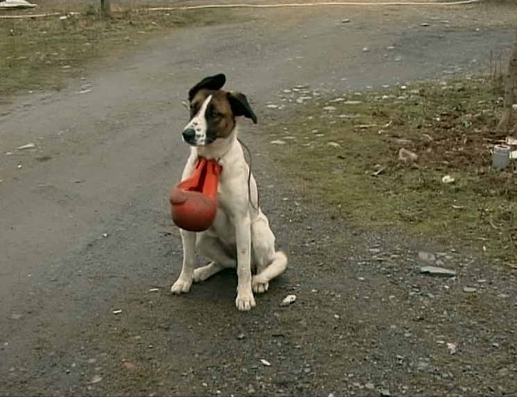 vardaarchive's tweet photo. Les Glaneurs et la Glaneuse (2000) https://t.co/llA1LL1KhR